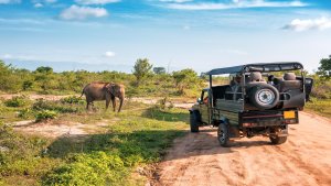 Guide To Luxury Safari Trips To Uganda 300x169