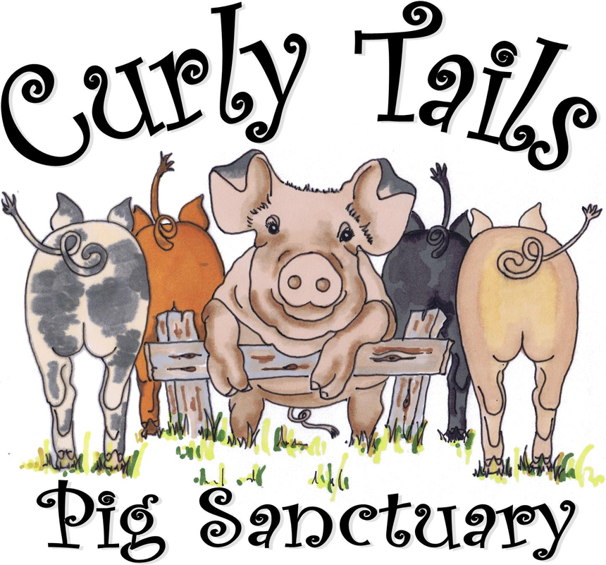 Curly Tails Pig Sanctuary